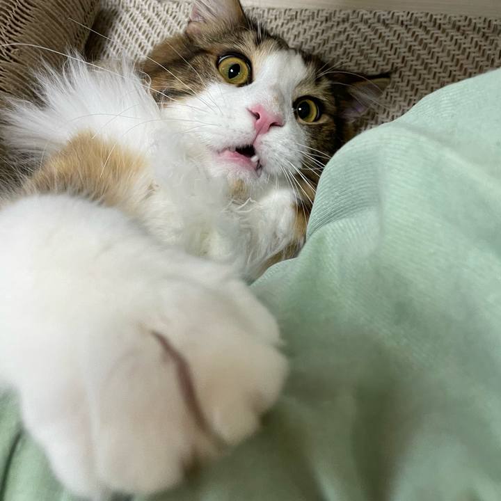 C8b71090 cccb 4c9d 81dc 0ed60c0478be 1646431301859