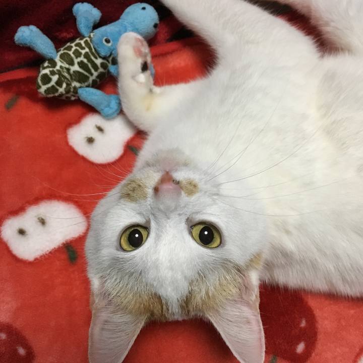 C8b74034 4332 4a8f b136 2ca8df12bab7 1517408185977