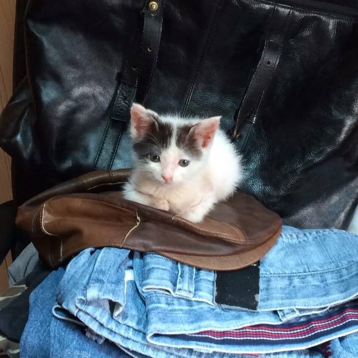 C8b74b64 1060 46f7 ac41 3ff75f6e050c 1532582903490