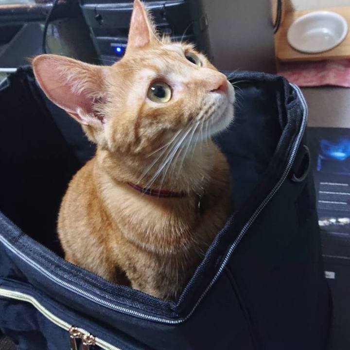 C8b7f24c 7ccb 444e b7f3 b92412ec7565 1597011724811