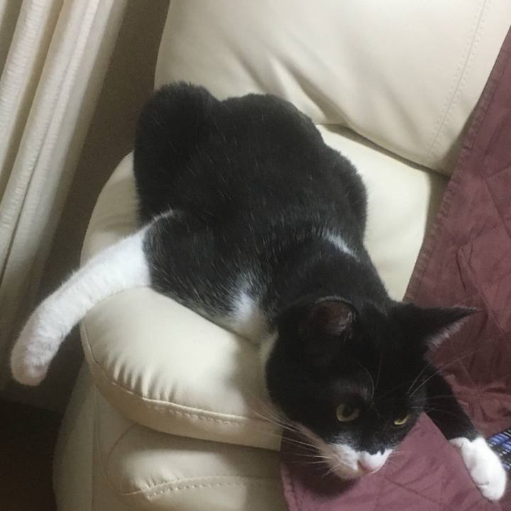 C8b81daa dc55 4700 8a61 5cfb3bd7d9a3 1597027929470