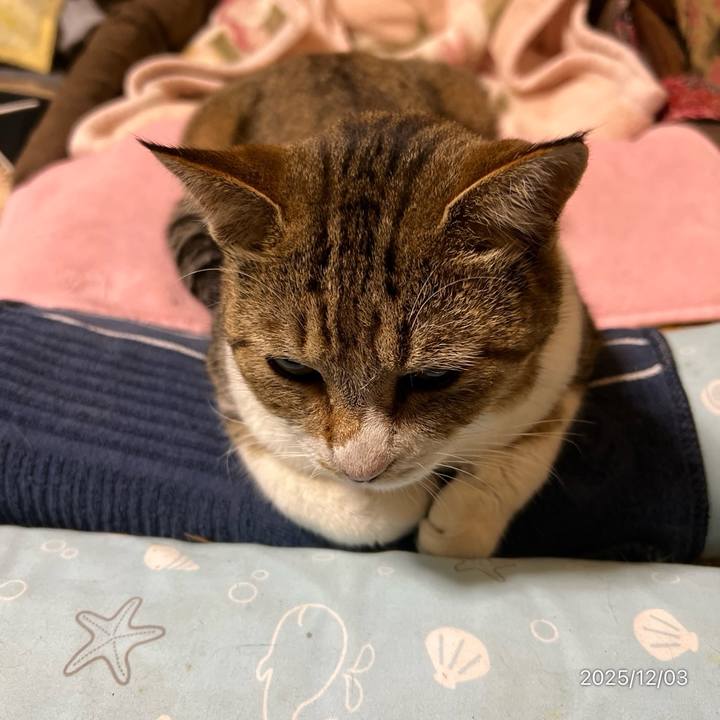 C8b8e067 248d 4a25 8dc8 4386de832adf 1764713181857