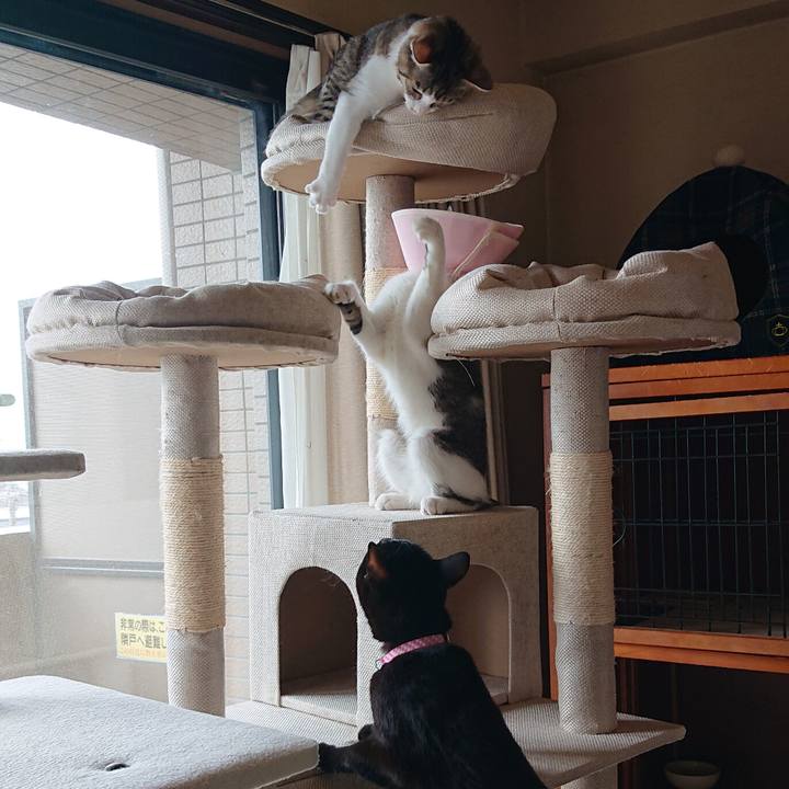 C8b9a8a8 a663 4e38 930d 3f2988b818f9 1550803423387