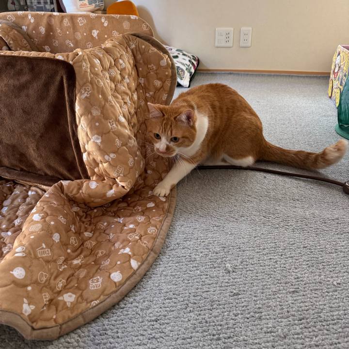 C8bc7043 f31d 459b 8cce 8a308469d8dd 1769655128481