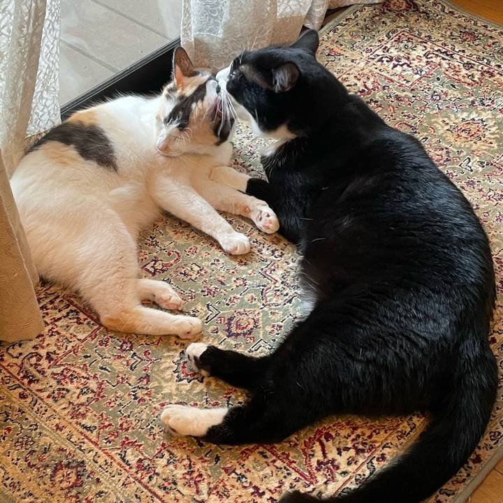 C8bdb446 1281 4aed 972d ac44938ca519 1724303308535