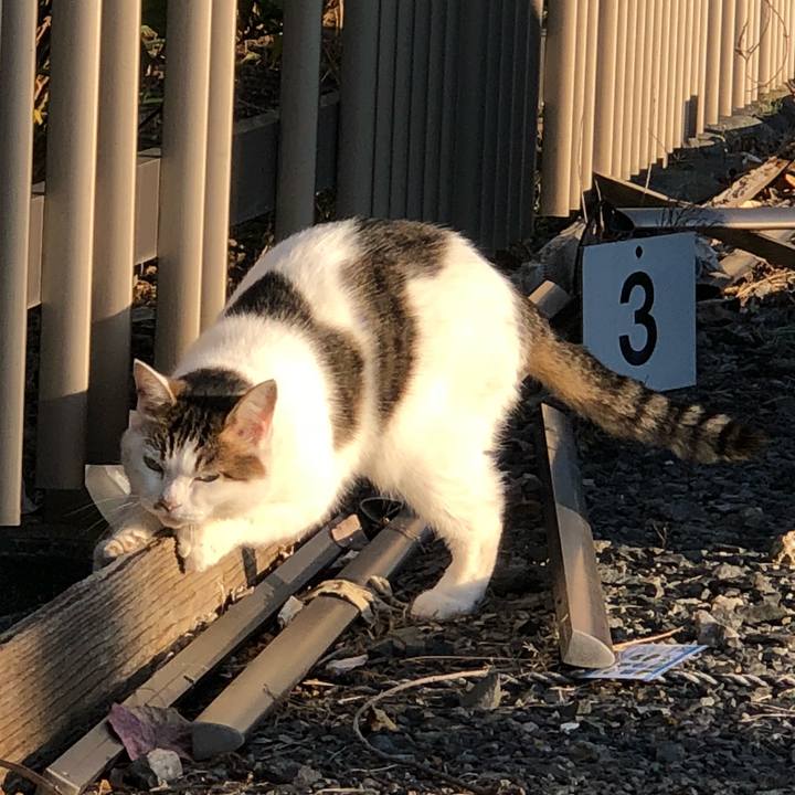 C8bdcb56 f8a2 4e8a bebb c7e3e9ca4565 1541199510488