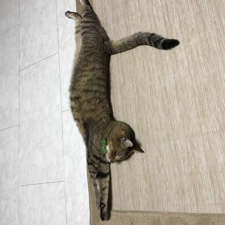 C8bf4bd3 d119 4518 8e7e dca4f00b04ec 1592197377548