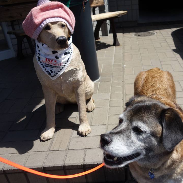 C8c223a4 7091 4be7 a5f7 9892f44f9ceb 1554807901585