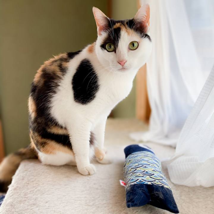 C8c25950 4f52 4eff 890a 8c52923d1cd7 1590886962369