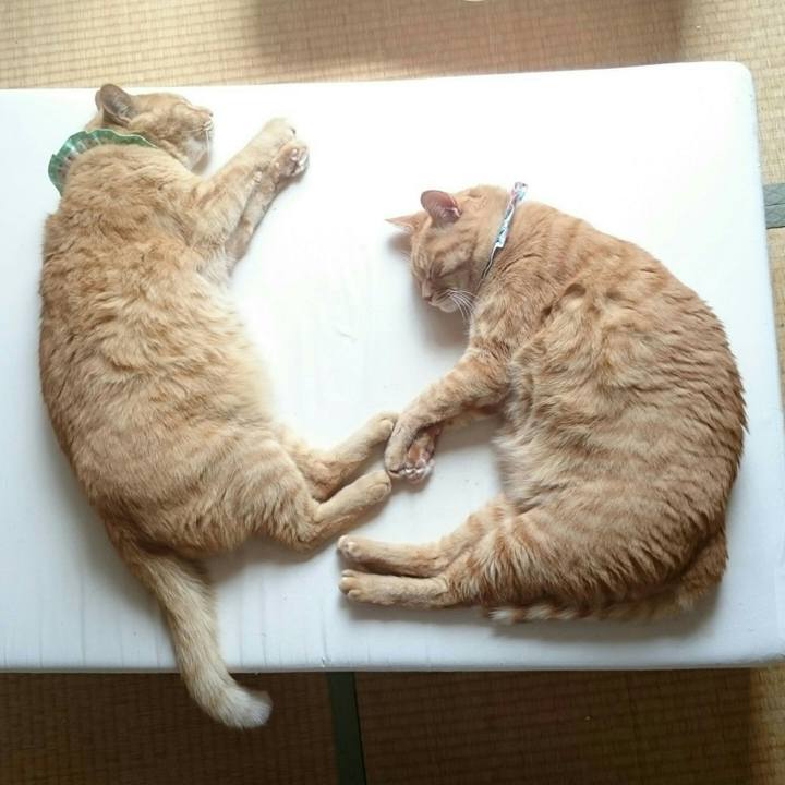 C8c48efe ff99 458e b6cc 1128f8eaccd8 1565415489529