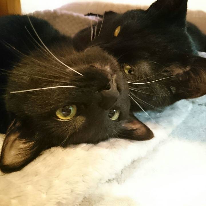 C8c5f7af b73b 42b5 931e 714dcc2814c0 1509151799096