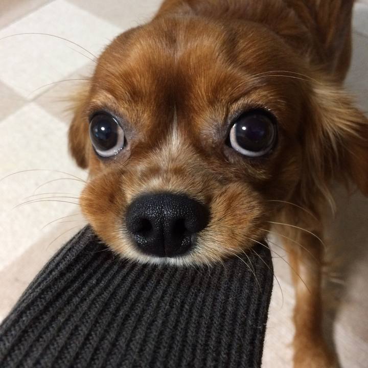 C8c9fa4e fc5b 4c4f a87b 903d6583089d 1513164792417