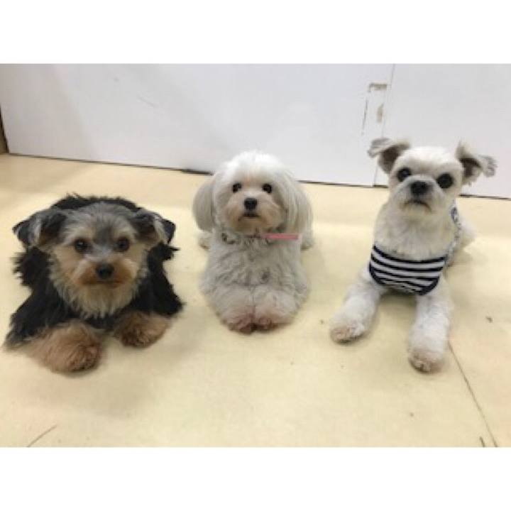 C8cb38a3 f125 4091 95cd e33f930460b3 1542328367588