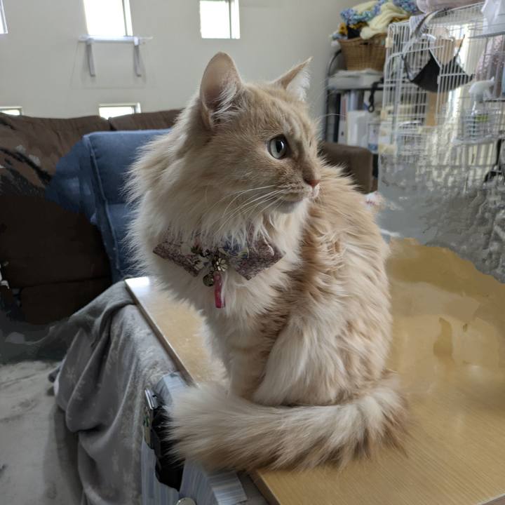 C8ce4877 4c72 4af8 9b7f ca506c525f0b 1770860164726