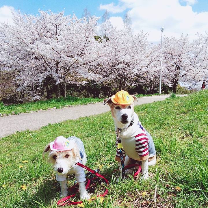 C8cf4a10 902b 4ef0 b9c7 310e9153a0ac 1586124835945