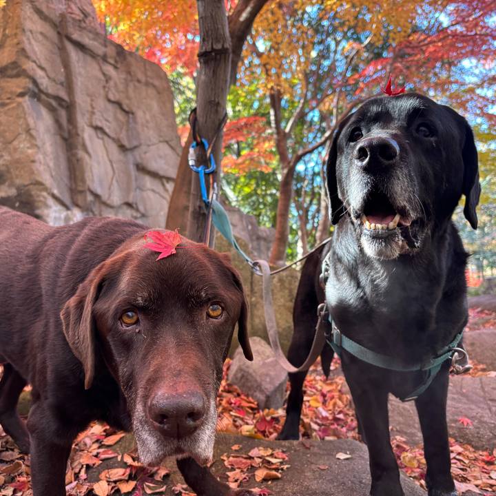 C8d25475 3b22 4d18 b7a4 f4f4e27f0ff9 1764504380080