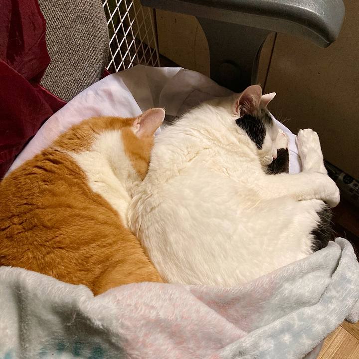 C8d350dc 16f8 4514 a582 640801f02a76 1682029894221