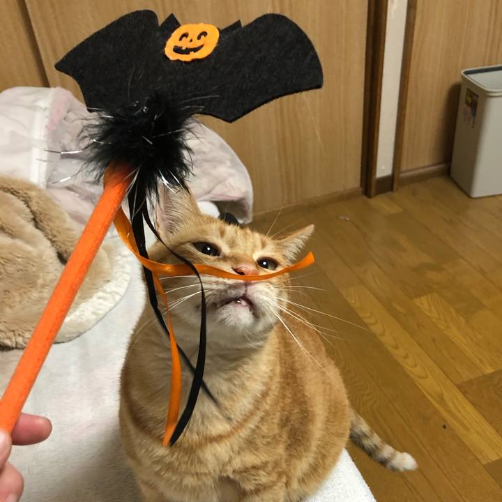 C8d42751 2aad 4b27 ae89 284d74fcae67 1604063408066