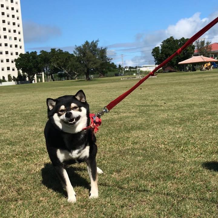 C8d521e2 9d0d 45ff af23 72de3c0424d9 1541296676039