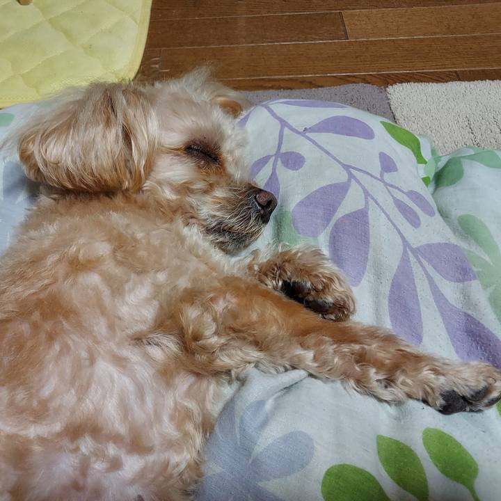 C8d60dde 86ad 46c4 b0bf 77784888ddc9 1742473632940