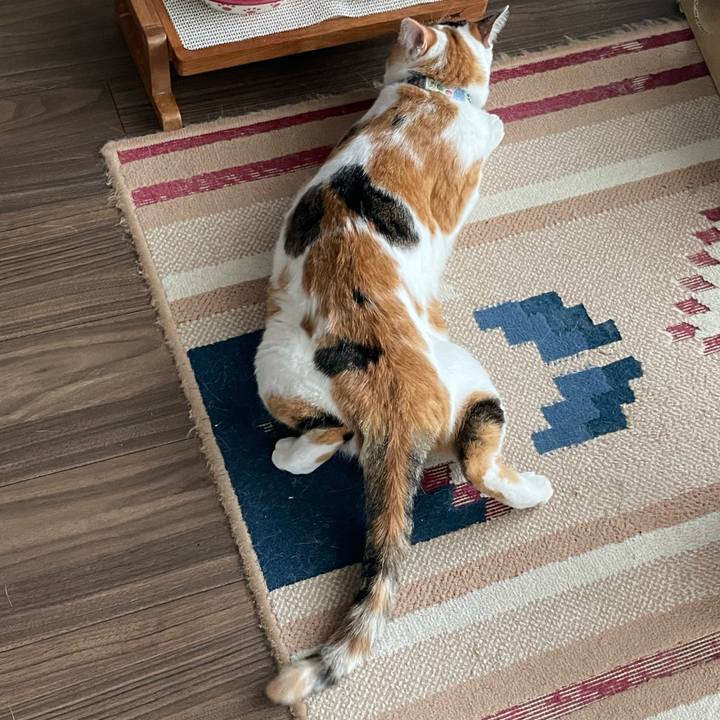 C8d70354 fc5f 4940 93c5 f82a743a1fb1 1724888243204