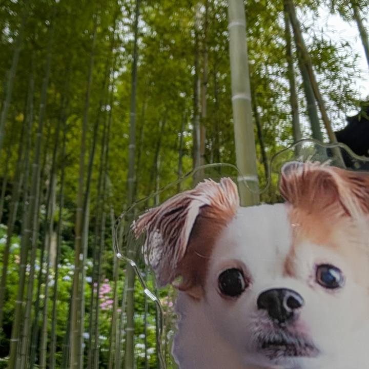 C8d7ecc7 d169 4537 b478 9e3a29d12dd5 1749891462588