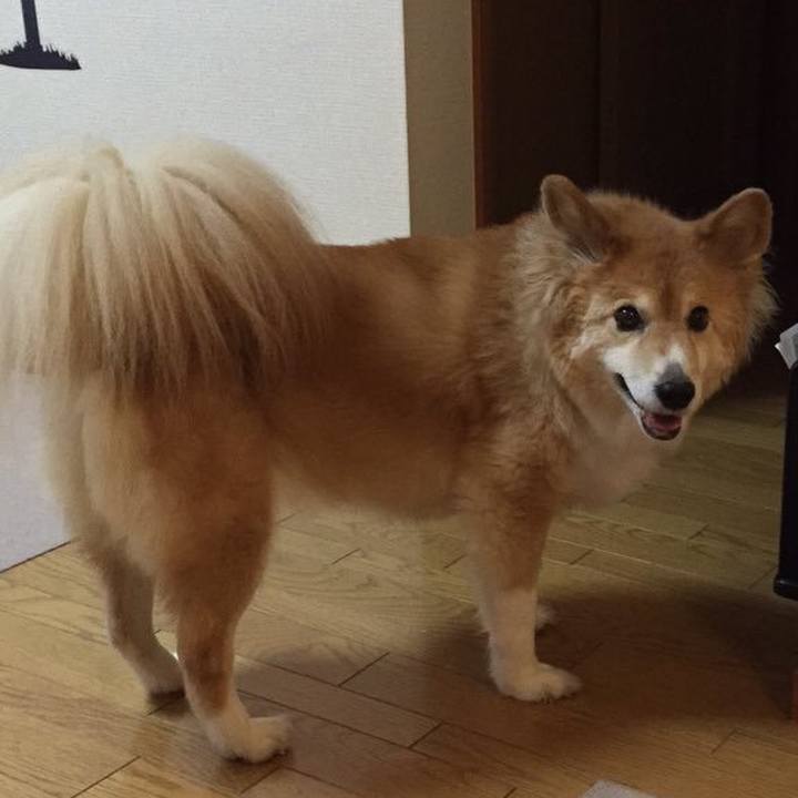 C8daab55 645f 4c9c 8494 892921ddbf8f 1509525838735