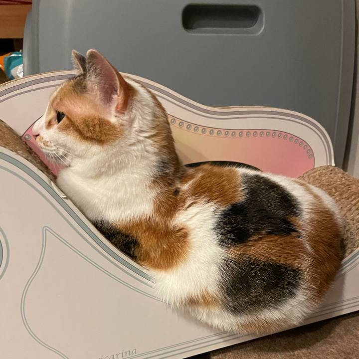 C8dbeed1 8ca2 478e 93a0 3b9772b63414 1621176111873