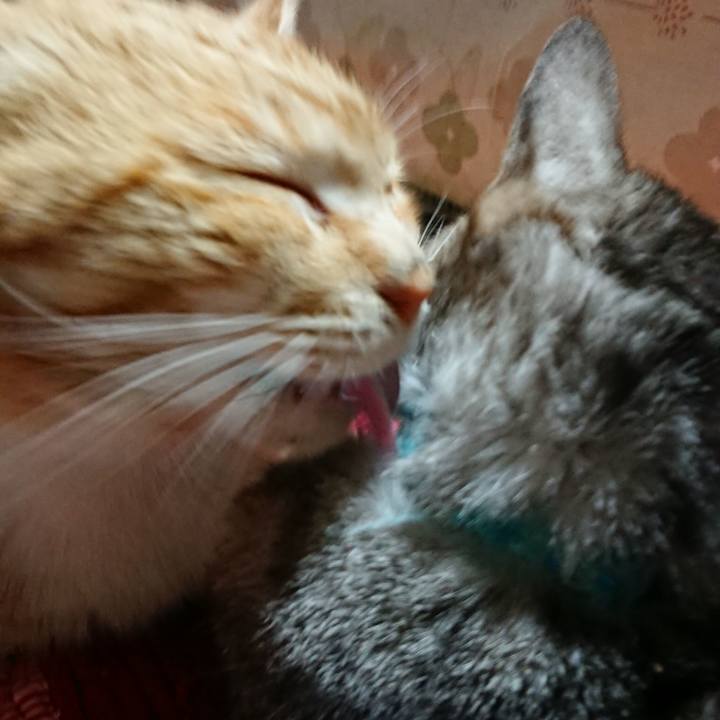 C8dbf538 48b2 4816 b4c4 70eddd904168 1554638606016