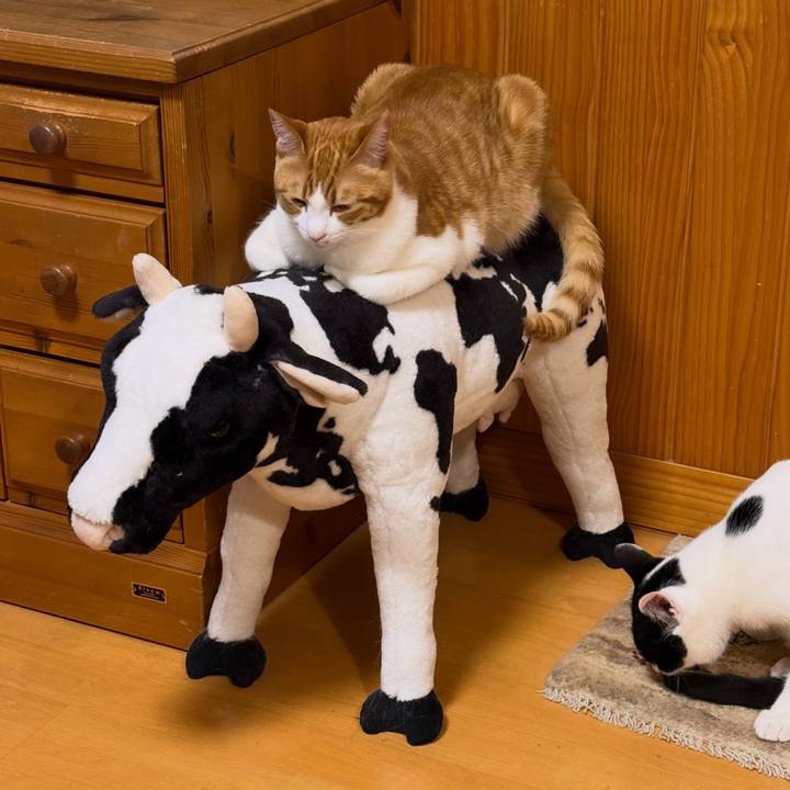 C8dc3bf0 4d1b 4a82 af39 fb12b45b1e96 1772507757978