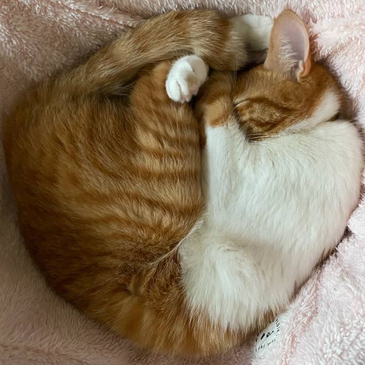 C8dd45e2 654b 45a6 ae51 e241eeec8bc9 1585571928467