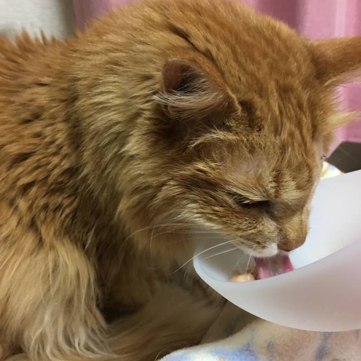 C8e0ca97 98f5 477d 9b59 3829d283d206 1519711801264