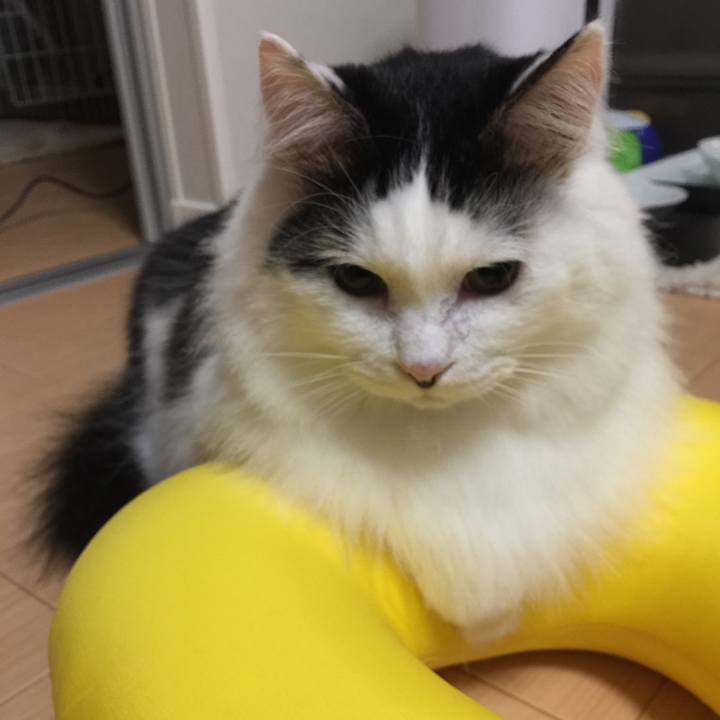 C8e20dc4 02e2 470f 905d 2b1133ad9e00 1509803538179