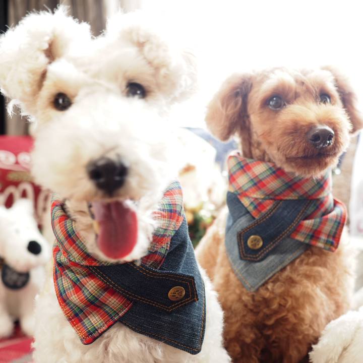 C8e4e8c5 0e72 4bc3 90d1 64f4ce7556c1 1545575710719