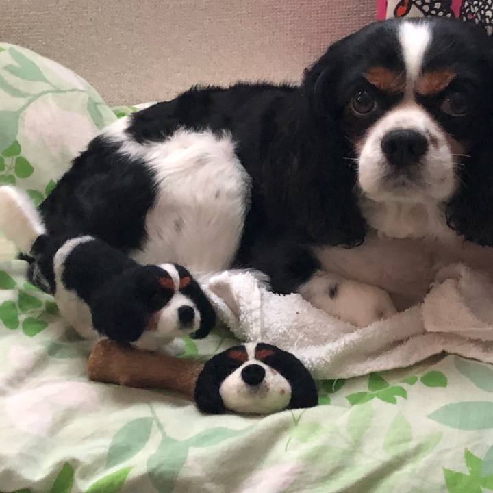 C8e5c2e8 4368 498b b6fd 5cde552fd8c8 1533761900479