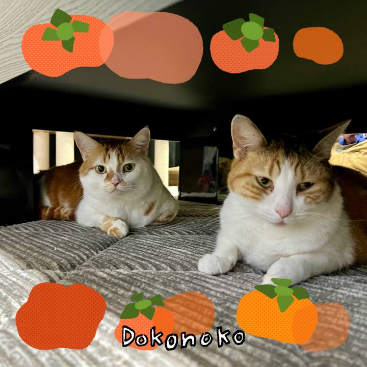 C8e5e37e 9f46 4ce7 8244 03996db06050 1762401521335