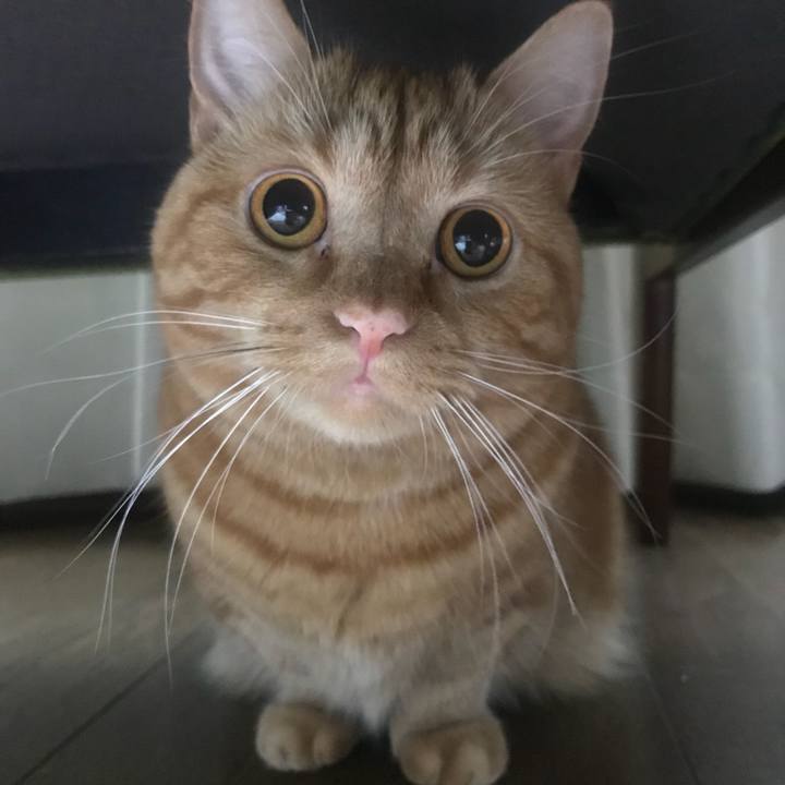 C8e6a852 70fb 4d91 8acd 9ff8126a96d8 1543325408224