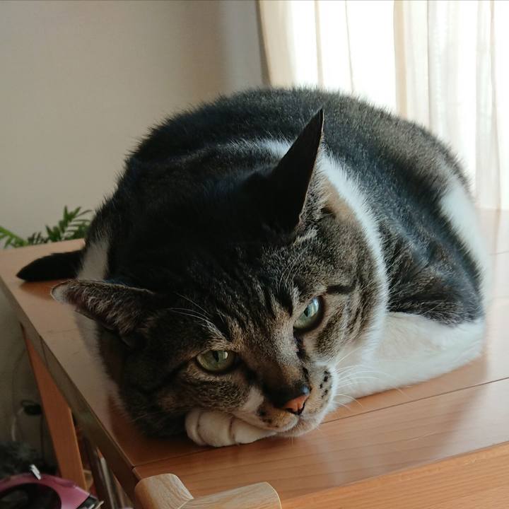 C8e7426d e69e 4cd2 8561 c24fc3e4aa64 1559169931350