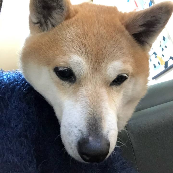 C8e8c4eb 16dc 47db 82a6 0487858ee7a3 1584512087387