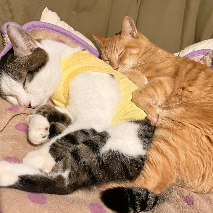 C8e8fc38 da1a 4361 820f e14f29b73f01 1774559791459