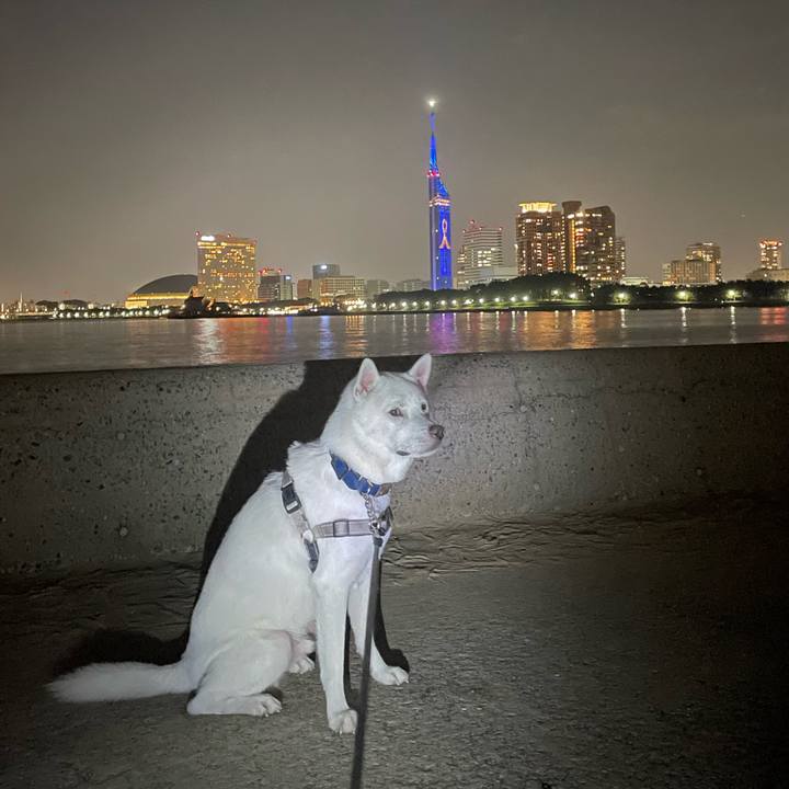 C8e9cc44 5be8 485a b1e2 9d87ce7f41c3 1699184272560