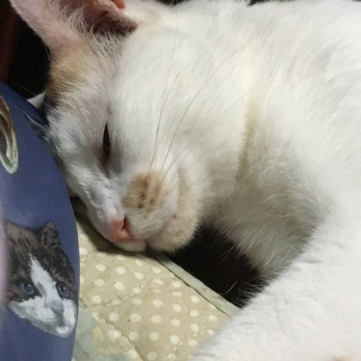 C8eb9a2b 2e3f 484f a6b8 1e7b6546a4a4 1564996095857