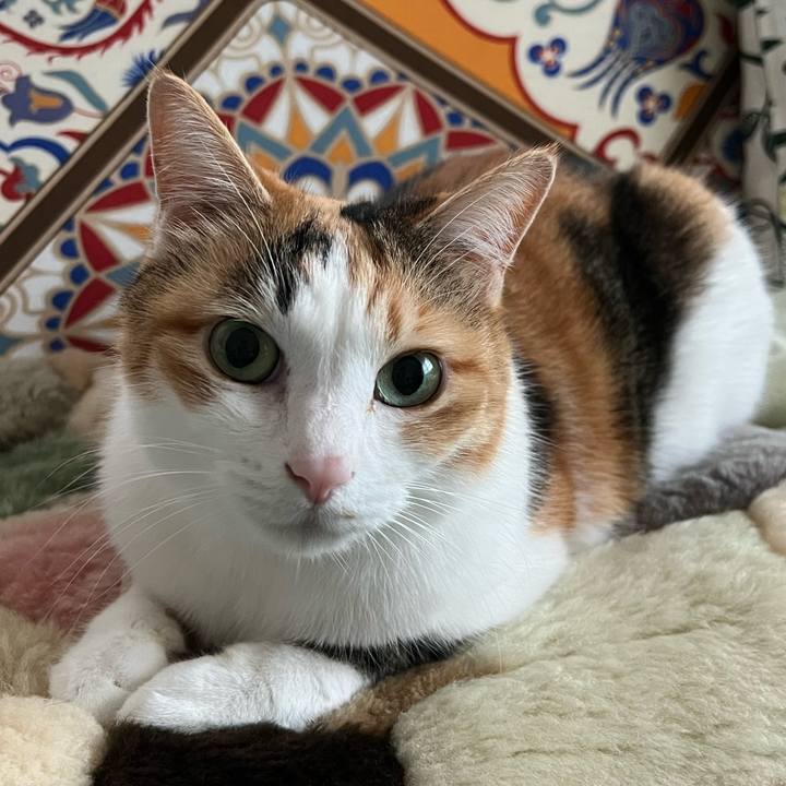 C8ec1e94 0708 4885 a91d 4ddbdb0da29a 1760481615815