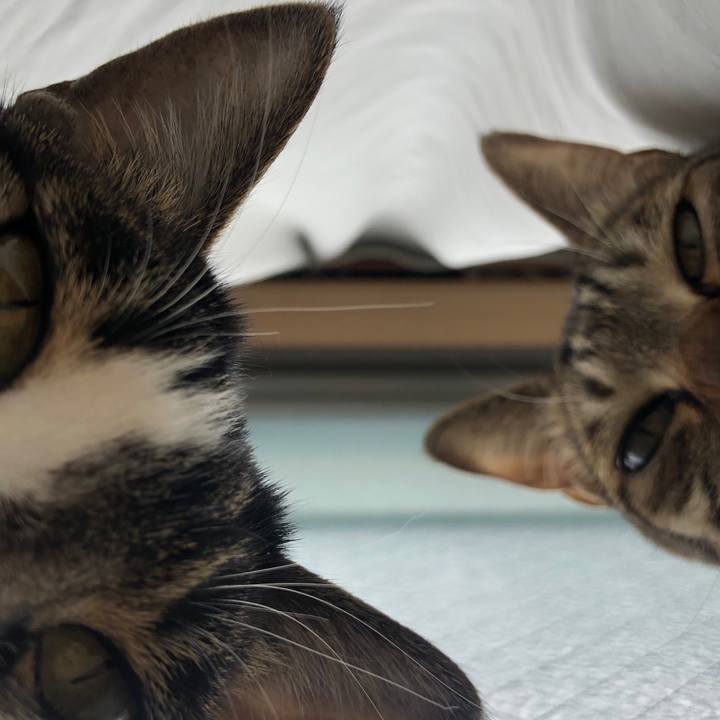 C8ef6668 02d9 4819 a152 d25dc5c89704 1587523686501