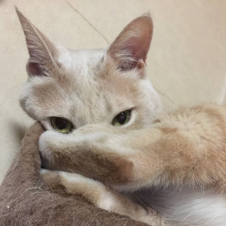 C8f1ec40 1afc 4b44 a7d0 610499102e57 1538651267308