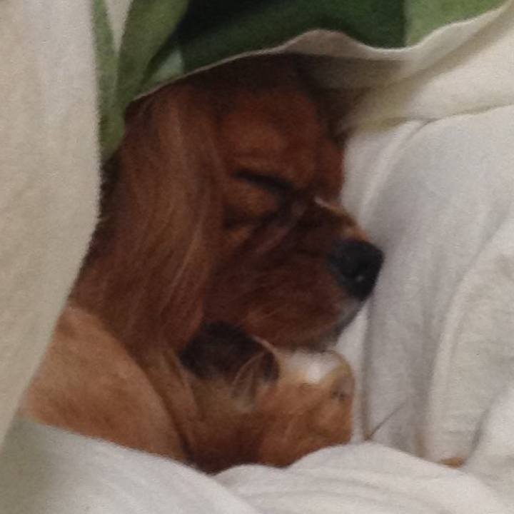 C8f524f4 ef81 49c9 ba9e 23960ac66e0c 1514729522349