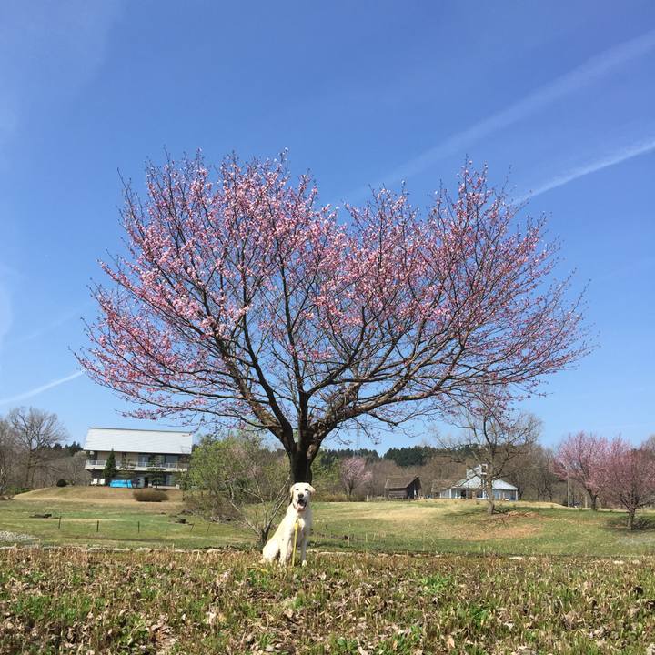 C8f6870c 1b74 4a4d 808f 7690cc7a05b5 1585126534966