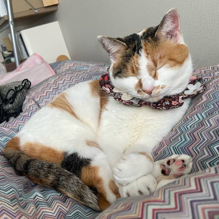 C8f70610 21a6 4e92 aff1 84e39b8108dd 1736647011407