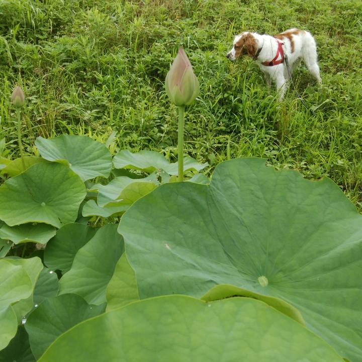 C8f75639 0c97 44c3 bbc0 b9d8324b6b82 1530234181043