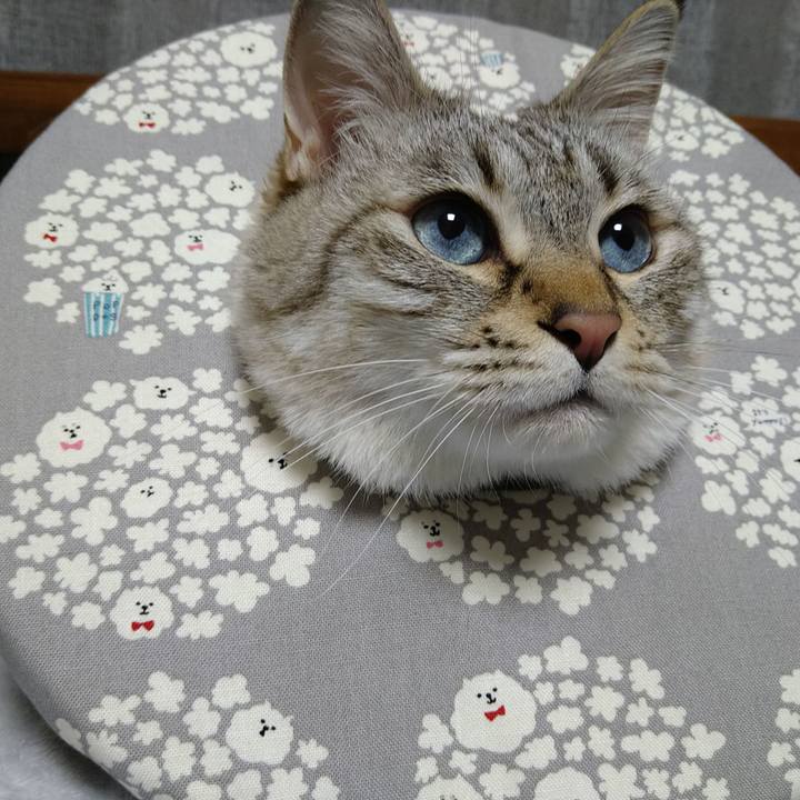 C8f8213a 9271 4042 96bb 53d15d92766f 1738323360640